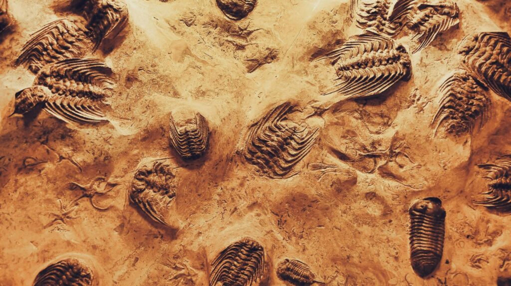 Detailed view of trilobite fossils embedded in sedimentary rock, showcasing ancient marine life.